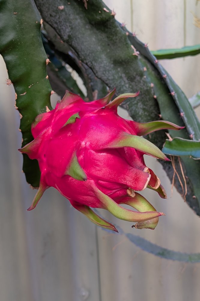 Ripening fruit